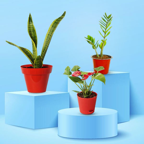 indoor plants in nepal Natural Plant Gift Hampers (3 Plants) - Flowers to Nepal