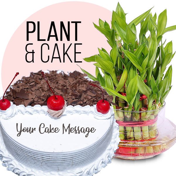 1lb Black Forest Cake with 3 - Layer Lucky Bamboo Plant - Flowers to Nepal - FTN