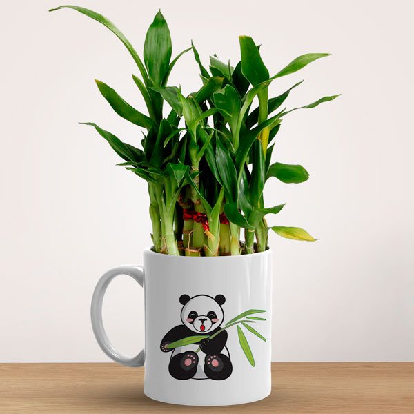 2 Layer Lucky Bamboo in Panda Mug - Flowers to Nepal - FTN