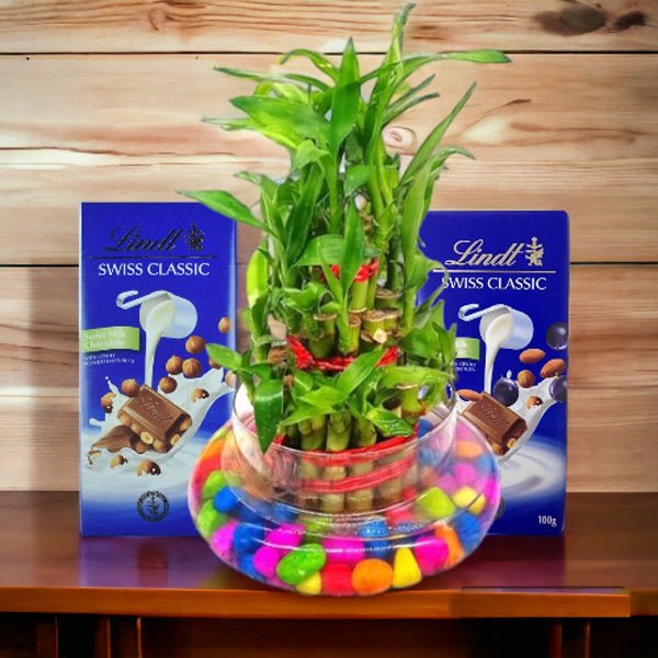 3 Layer Lucky Bamboo Plant with Lindt Chocolate - Flowers to Nepal - FTN