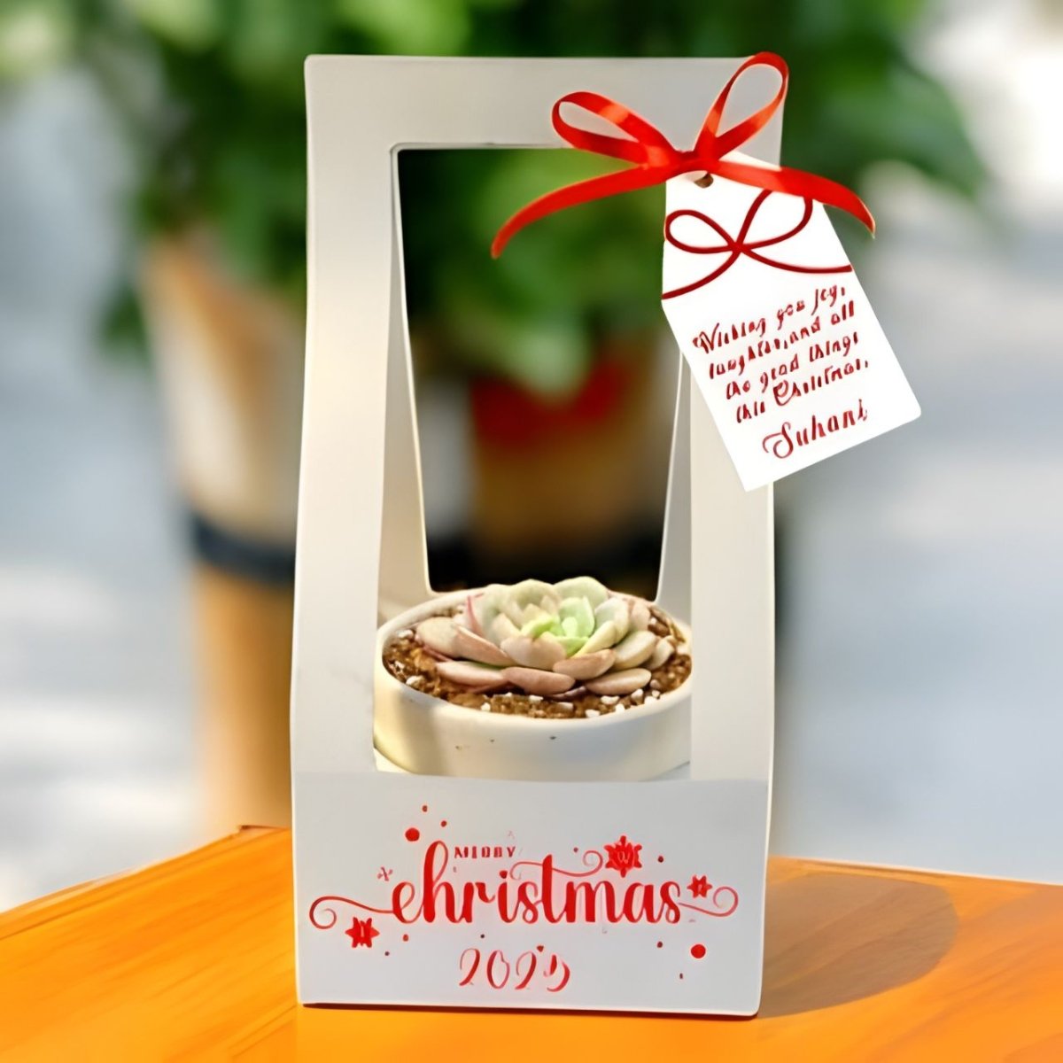 Christmas Special Succulent Plant in Ceramic Pot - Flowers to Nepal - FTN