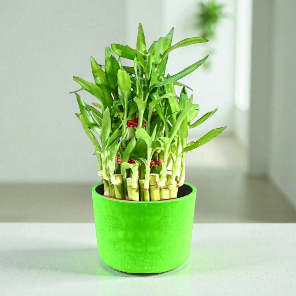 Custom Name Bamboo Self Watering Pot With Free Engraving - Flowers to Nepal - FTN