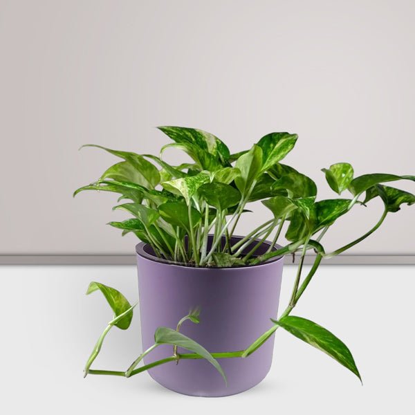 
                  
                    Customizable Money Plant - Flowers to Nepal - FTN
                  
                