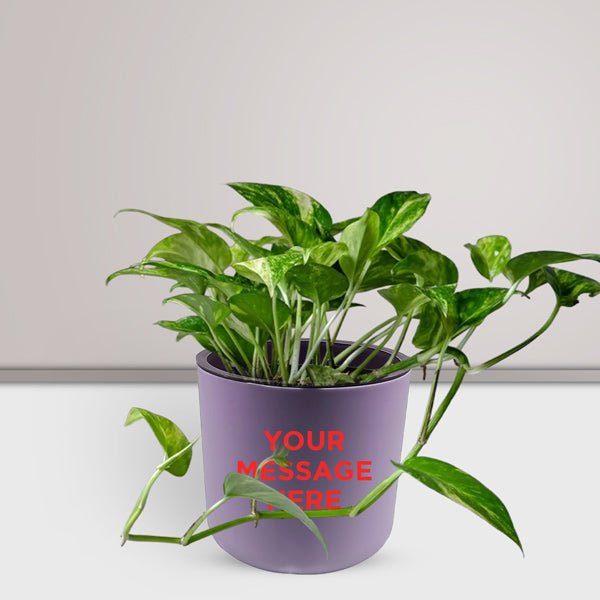 Customizable Money Plant - Flowers to Nepal - FTN