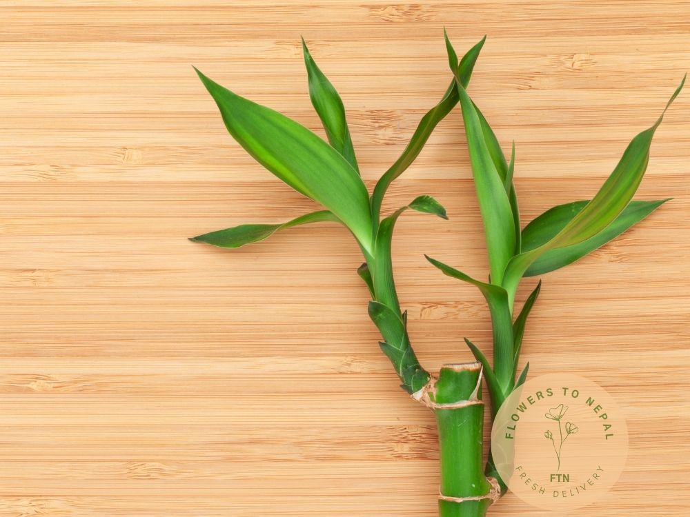 lucky bamboo price in nepal Three-Layer Lucky Bamboo in Clear Glass Vase - Flowers to Nepal