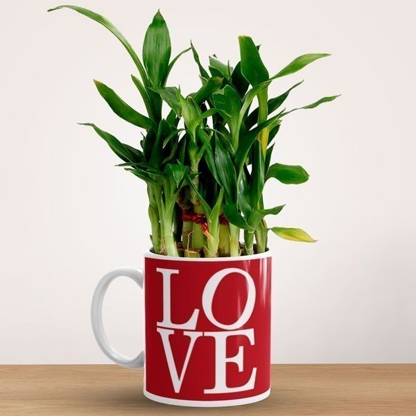 Love & Nature Gift Set - Flowers to Nepal - FTN