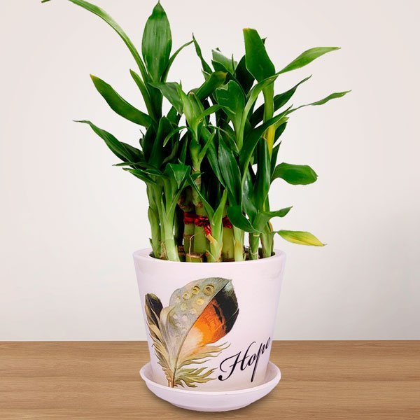 Mini Lucky Bamboo Vase with 'Hope' Print for Indoor Plants - Flowers to Nepal - FTN