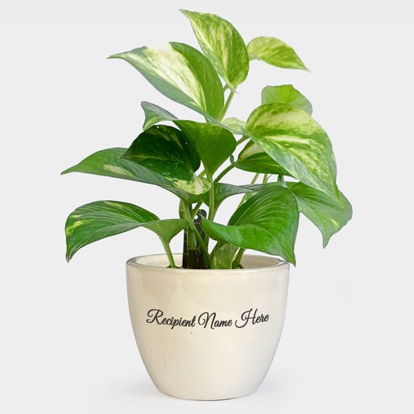 Money Plant in a Customised White Ceramic Mug - Flowers to Nepal - FTN