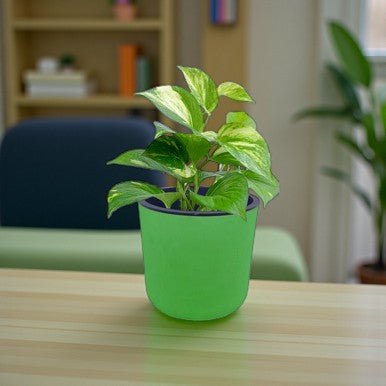 Money Plant in Self Watering Pot with Free Name Engraving - Flowers to Nepal - FTN