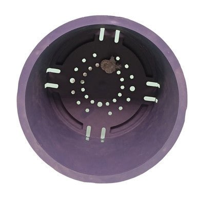 Money Plant in Self Watering Pot with Free Name Engraving - Flowers to Nepal - FTN