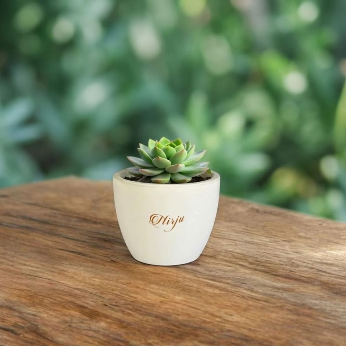 Personalized Ceramic Pot with Succulent Plant - Flowers to Nepal - FTN