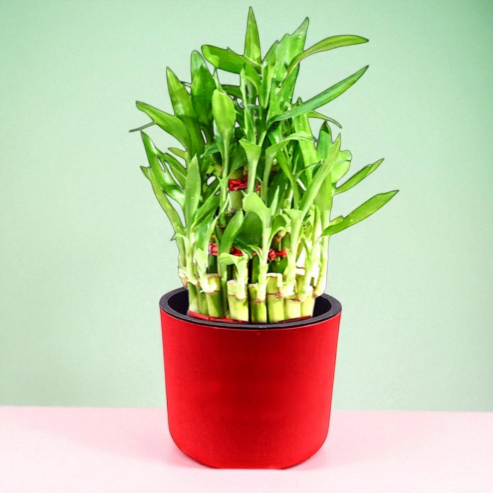 Personalized Self Watering Bamboo Plant Pot With Free Engraving - Flowers to Nepal - FTN