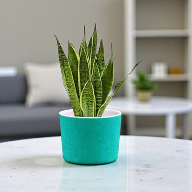 Personalized Self Watering Snake Plant Pot – Free Name Engraving - Flowers to Nepal - FTN