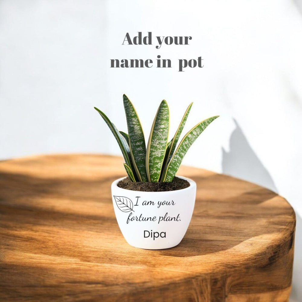 Personalized Snake Plant Pot - Flowers to Nepal - FTN