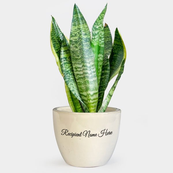 Snake Plant In A Personalized Pot - Flowers to Nepal - FTN