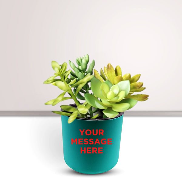 Succulent Plant In Personalized Pot - Flowers to Nepal - FTN