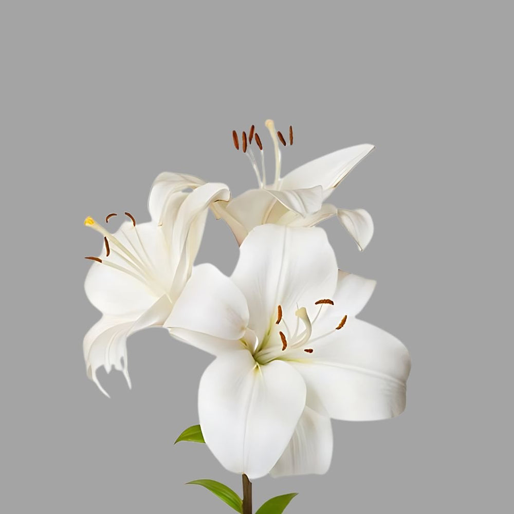 Three - Stem Elegant White Lily - Flowers to Nepal - FTN