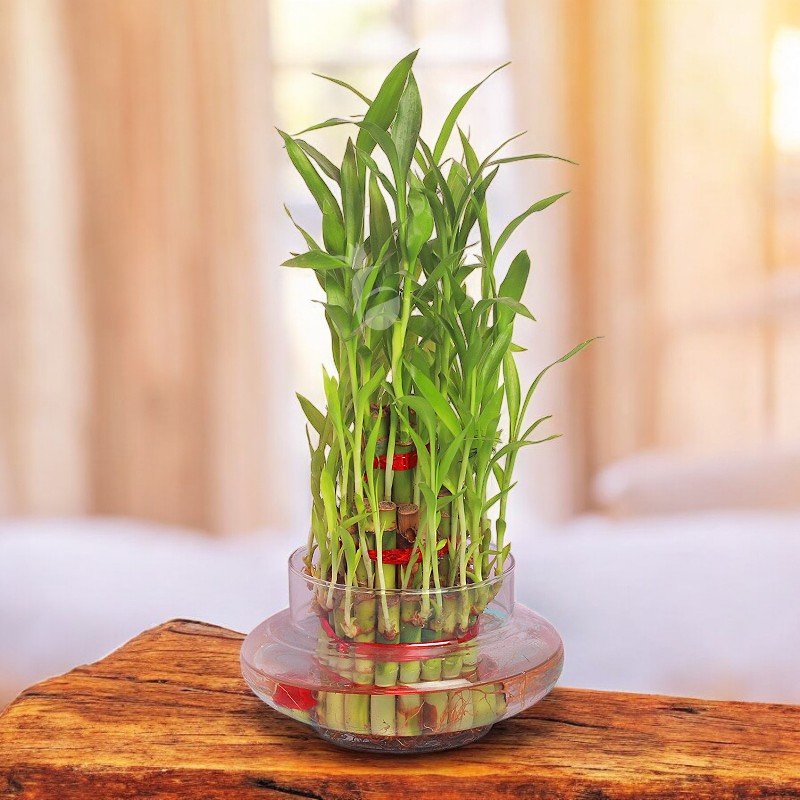 Triple Layer Lucky Bamboo Plant in Glass Jar - Flowers to Nepal - FTN
