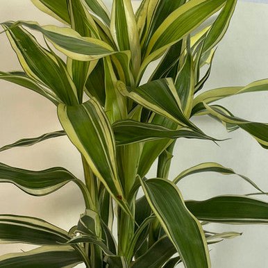 Variegated Lucky Bamboo Plant - Flowers to Nepal - FTN