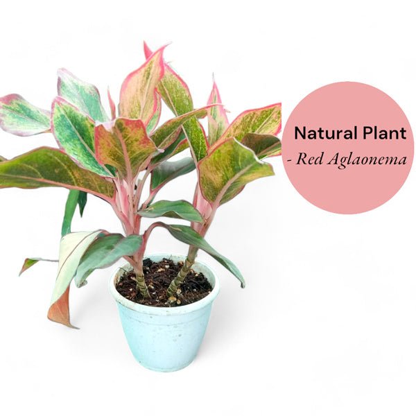 aglaonema mini Vibrant Mini Red Aglaonema Plant - Flowers to Nepal
