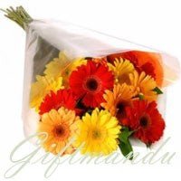 10 Mix Gerbera Daisy Bunch - Flowers to Nepal - FTN