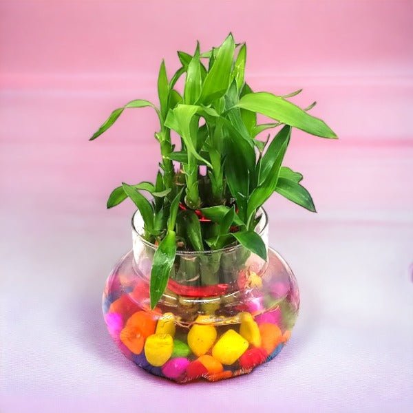 2 Layer Bamboo Plant In Clear Jar With Color Stones - Flowers to Nepal - FTN