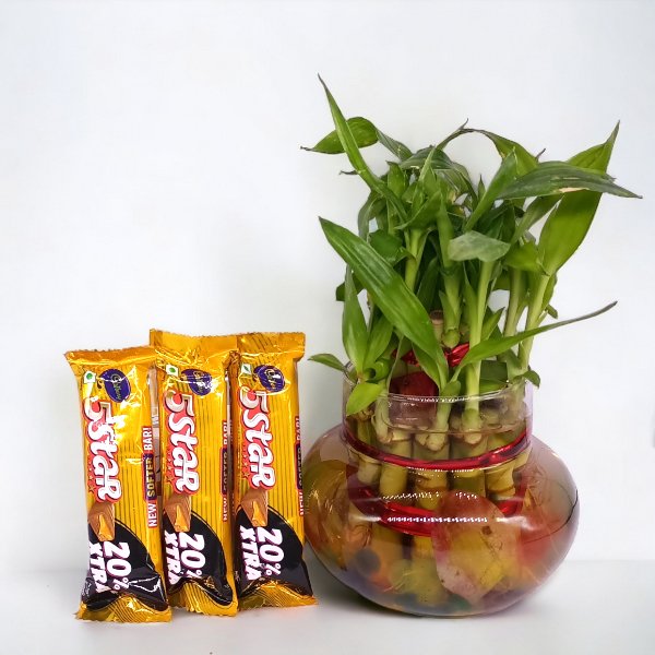 2 Layer Bamboo Plant With 5 Star Chocolates Gift - Flowers to Nepal - FTN