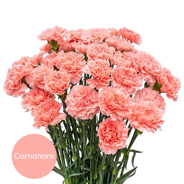 20 Fresh Pink Carnations Bunch - Flowers to Nepal - FTN