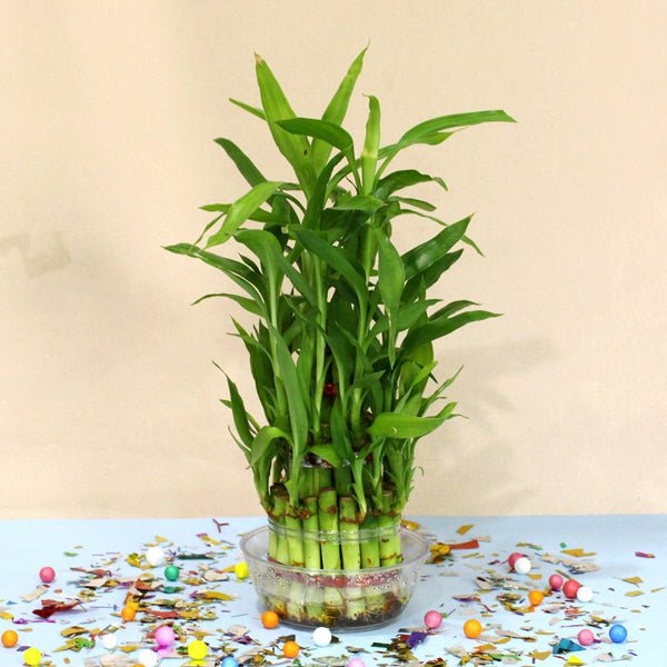 3 Layers Lucky Bamboo Plant In Clear Glass Jar - Flowers to Nepal - FTN