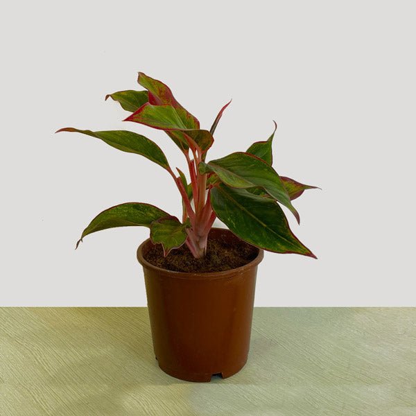 Aglaonema Crete With Variegated Foliage - Flowers to Nepal - FTN