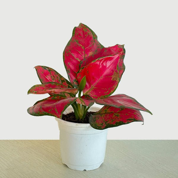 Aglaonema Pink Beauty - Indoor Plant - Flowers to Nepal - FTN