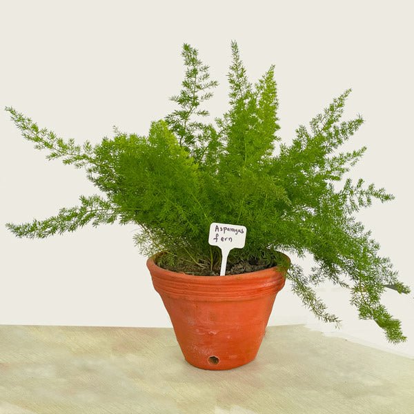 Asparagus Densiflorus Fern Plant - Flowers to Nepal - FTN