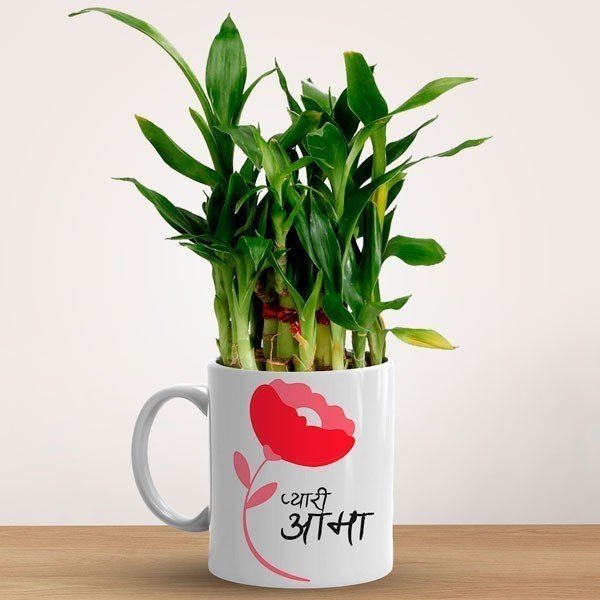 Bamboo Plant In Ceramic Mug Gift For Mom - Flowers to Nepal - FTN