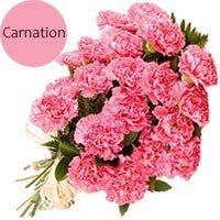 Beautiful 20 Pink Carnations Bunch - Flowers to Nepal - FTN