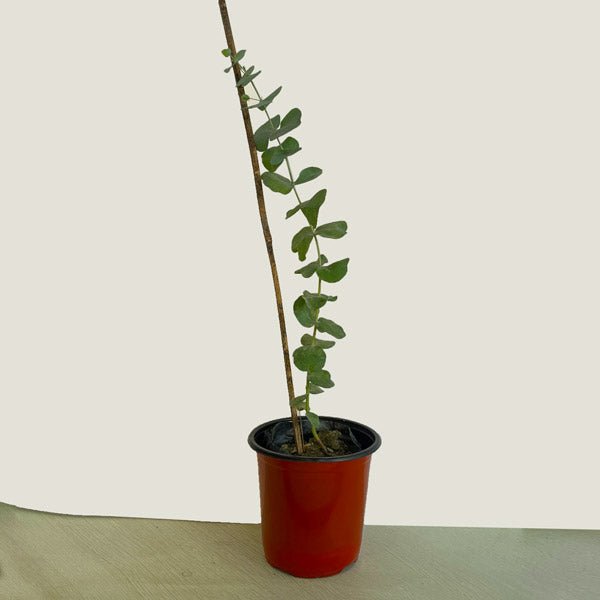 Eucalyptus Cinerea Silver Dollar Plant - Small - Flowers to Nepal - FTN