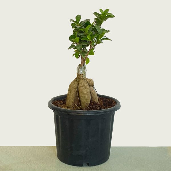 Ficus Ginseng Bonsai Plant In A Pot - Flowers to Nepal - FTN