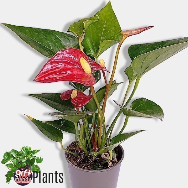 does anthurium purify air Flowering Air-Purifying Natural Plant Pot - Flowers to Nepal