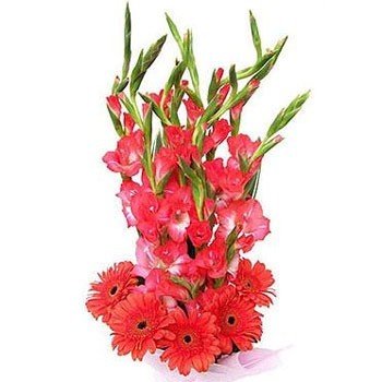 Fresh Red Gerbera Daisy & Gladiolus Bunch - Flowers to Nepal - FTN