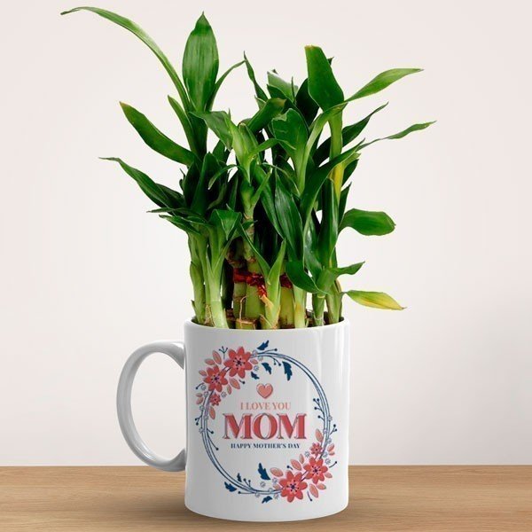 Gift For Mom Lucky Bamboo Plant In Ceramic Mug - Flowers to Nepal - FTN