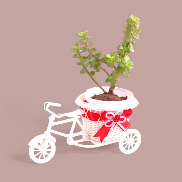 Jade Plant Pot In a Rickshaw - Flowers to Nepal - FTN