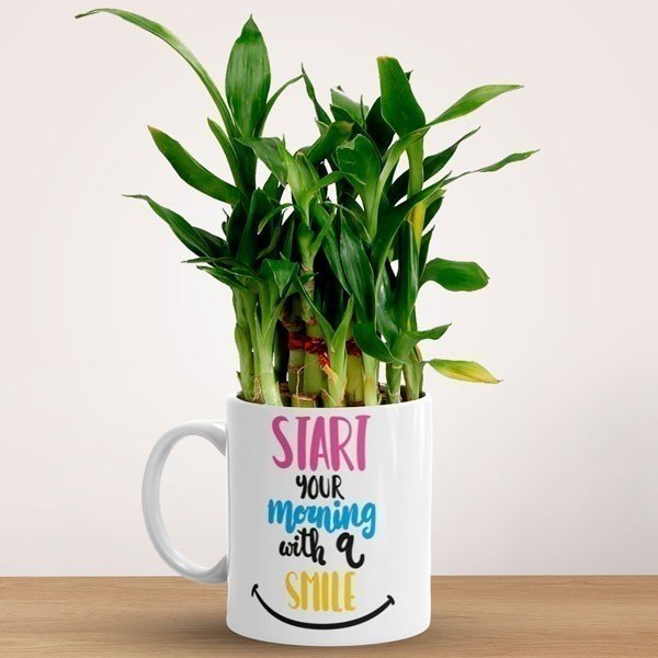 Lucky Bamboo Plant In Ceramic Mug - Flowers to Nepal - FTN