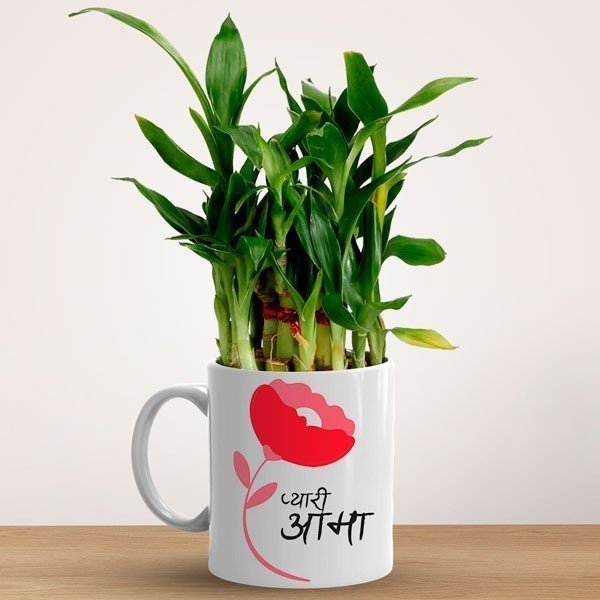 Lucky Bamboo Plant In Ceramic Mug Gift For Mom - Flowers to Nepal - FTN