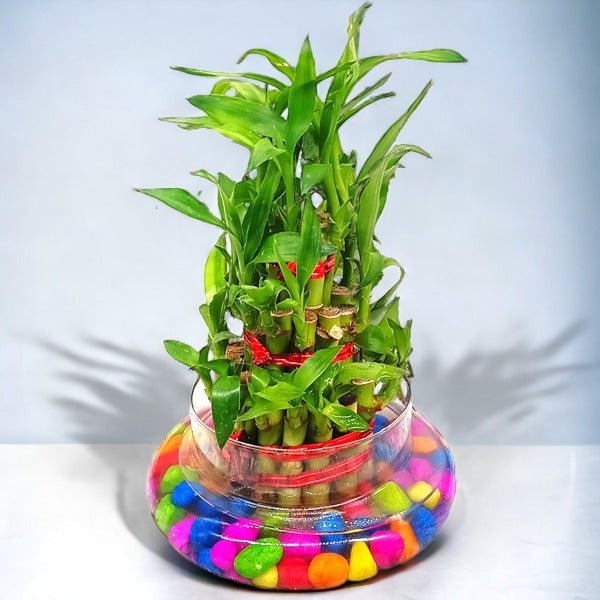 Lucky Bamboo Plant In Clear Vase - 3 Layers - Flowers to Nepal - FTN