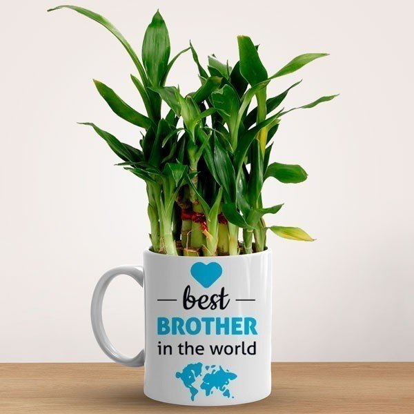 Lucky Bamboo Plant Mug For Best Brother - Flowers to Nepal - FTN