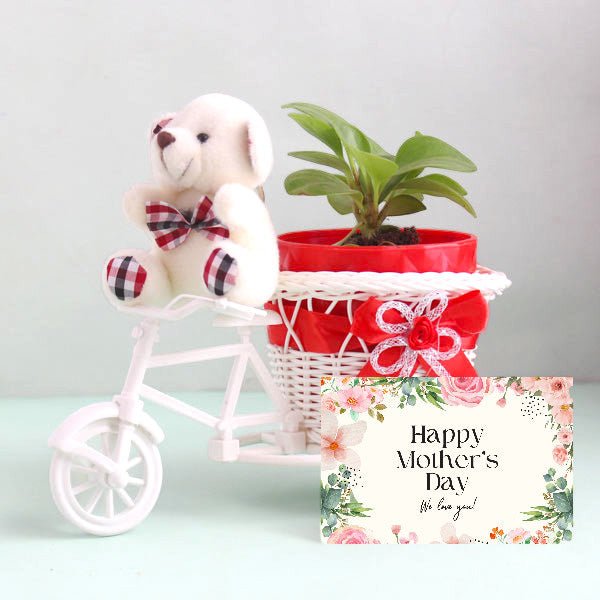 Mom's Day Delight Duo ( Indoor Plant, Mini Teddy and Greeting Card ) - Flowers to Nepal - FTN