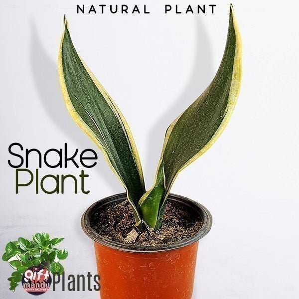 Natural House plant In Pot (Snake Plant) - Sansevieria - Flowers to Nepal - FTN
