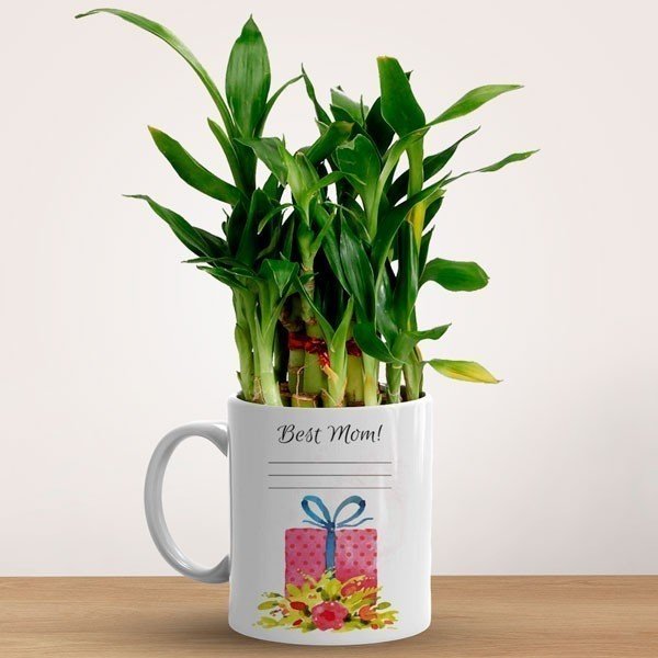 Personalised Ceramic Mug With Lucky Bamboo Plant For Mom - Flowers to Nepal - FTN