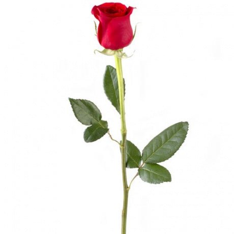 Single Red Rose (Or Customized Number of Roses Bouquet) - Flowers to Nepal - FTN