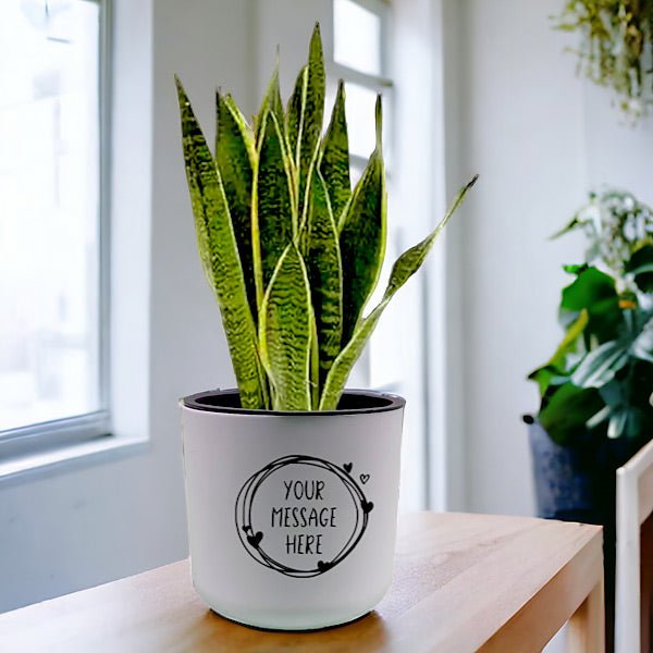 Snake Plant for Indoors/Outdoors in Personalized Self-Watering Pot - Flowers to Nepal - FTN