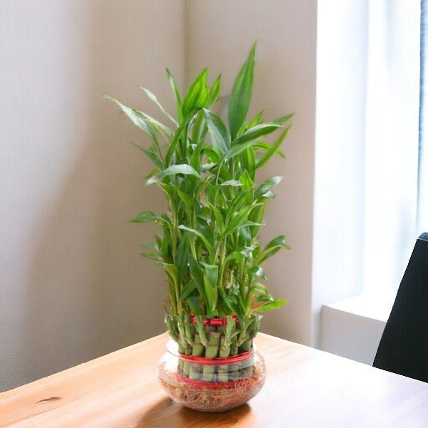 Three-Layer Lucky Bamboo in Clear Glass Vase - Flowers to Nepal - FTN